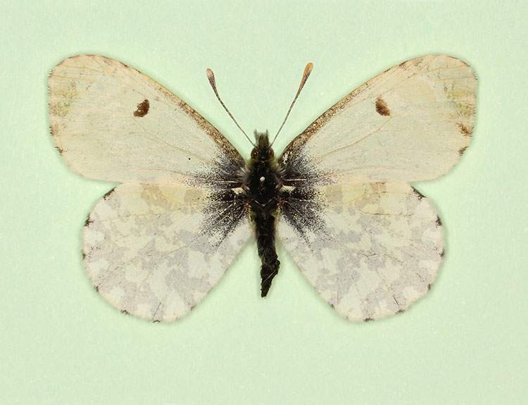Anthocharis cardamines female (aberrant form decolorata) (Internet Image property of respective owner, non-commercial use only)